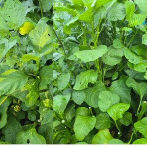 Légumes du village frais