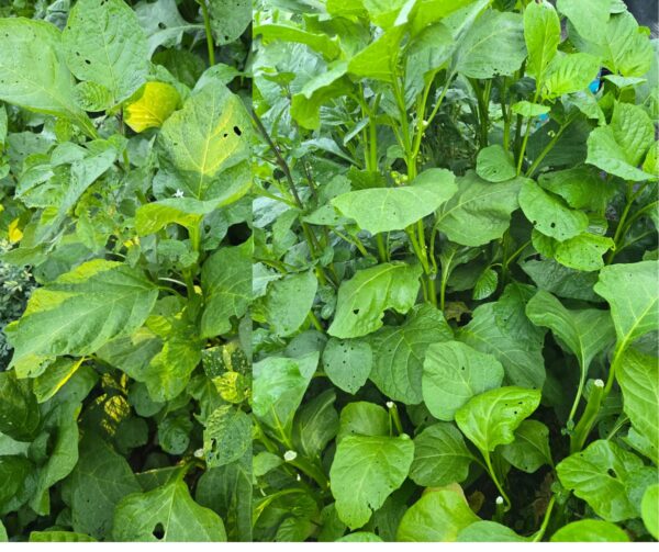 Légumes du village frais